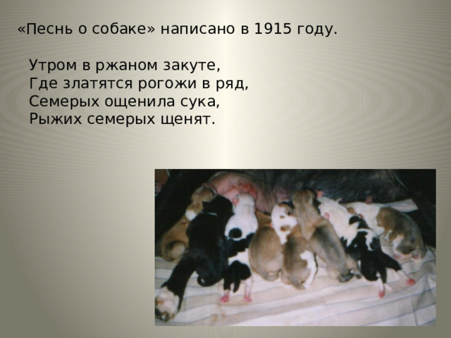 «Песнь о собаке» написано в 1915 году. Утром в ржаном закуте, Где златятся рогожи в ряд, Семерых ощенила сука, Рыжих семерых щенят. 