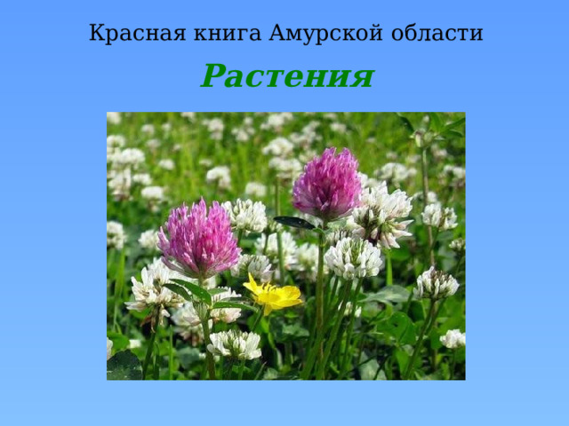 Красная книга Амурской области Растения 