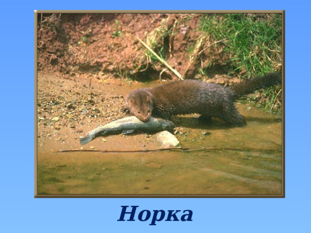 Норка 