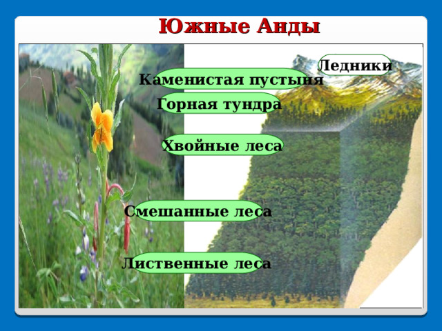  Южные Анды Ледники лиственная растительность Каменистая пустыня Горная тундра водные объекты редкая растительность Хвойные леса снежный и ледовый покров Смешанные леса смешанные леса каменистые пустыни Лиственные леса 