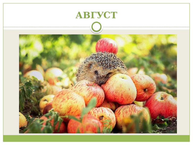 АВГУСТ 