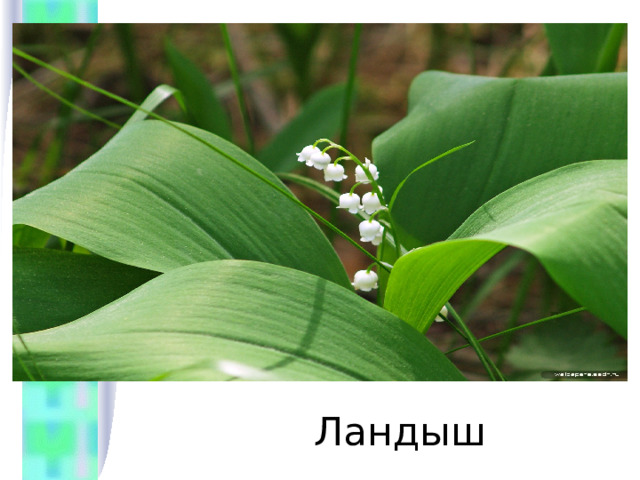  Ландыш 