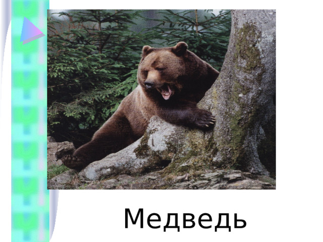  Медведь 