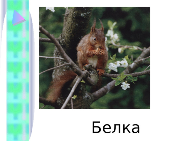  Белка 