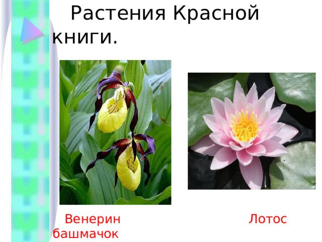  Растения Красной книги.  Венерин башмачок  Лотос 