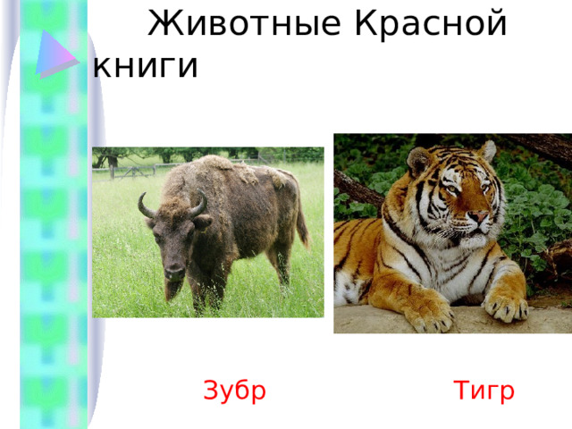  Животные Красной книги  Зубр  Тигр 