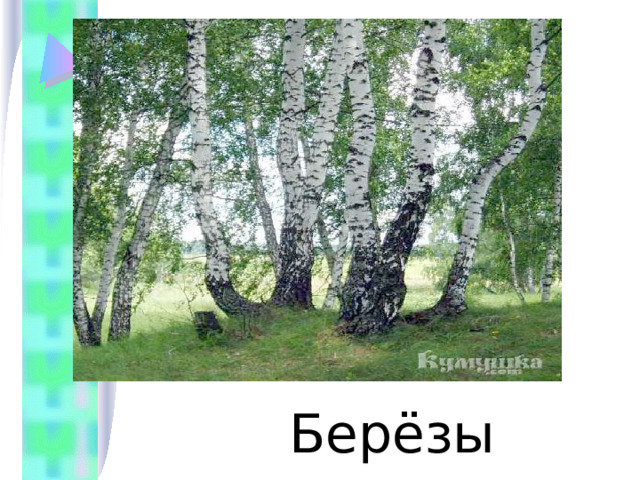  Берёзы 