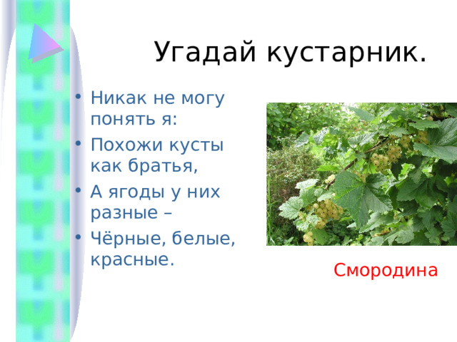  Угадай кустарник. Никак не могу понять я: Похожи кусты как братья, А ягоды у них разные – Чёрные, белые, красные.  Смородина 