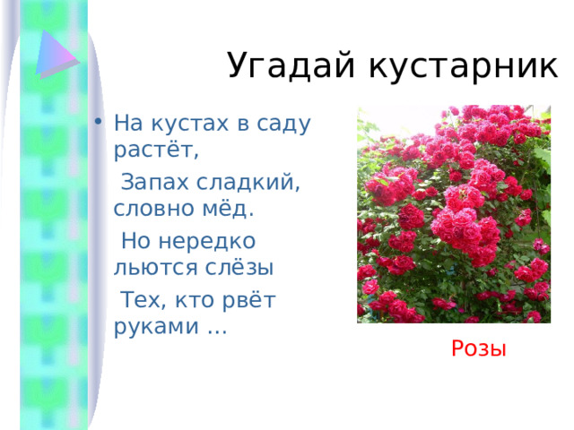  Угадай кустарник На кустах в саду растёт,  Запах сладкий, словно мёд.  Но нередко льются слёзы  Тех, кто рвёт руками …  Розы 