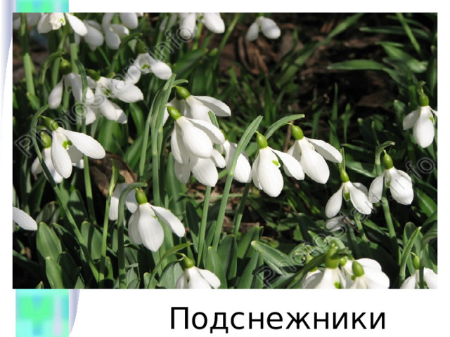  Подснежники 
