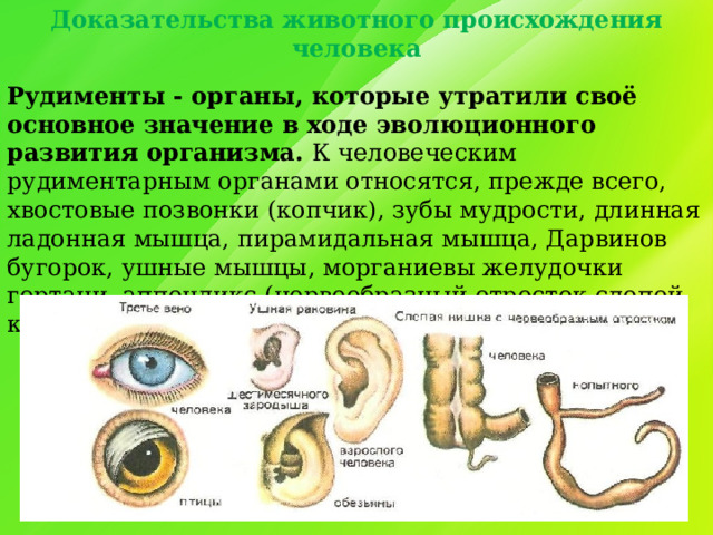 Доказательства животного происхождения человека Рудименты - органы, которые утратили своё основное значение в ходе эволюционного развития организма. К человеческим рудиментарным органами относятся, прежде всего, хвостовые позвонки (копчик), зубы мудрости, длинная ладонная мышца, пирамидальная мышца, Дарвинов бугорок, ушные мышцы, морганиевы желудочки гортани, аппендикс (червеобразный отросток слепой кишки), третье веко (полулунная складка). 