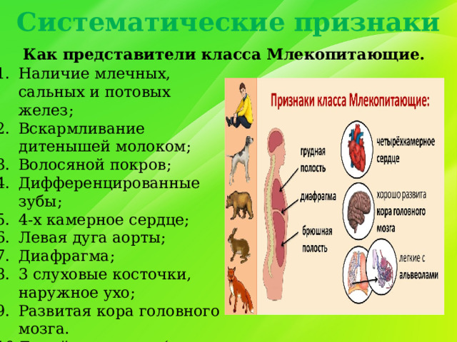 Систематические признаки Как представители класса Млекопитающие. Наличие млечных, сальных и потовых желез; Вскармливание дитенышей молоком; Волосяной покров; Дифференцированные зубы; 4-х камерное сердце; Левая дуга аорты; Диафрагма; 3 слуховые косточки, наружное ухо; Развитая кора головного мозга. Гомойотермность( постоянная температура тела) 