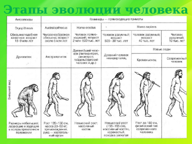 Этапы эволюции человека 