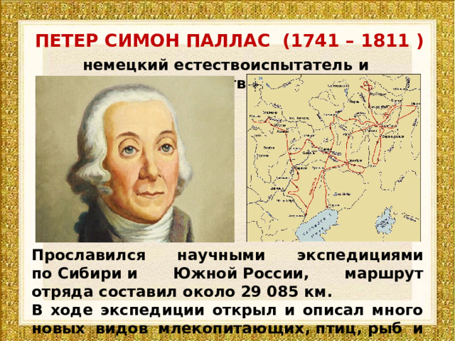 ПЕТЕР СИМОН ПАЛЛАС (1741 – 1811 ) немецкий естествоиспытатель и путешественник Прославился научными экспедициями по Сибири и Южной России, маршрут отряда составил около 29 085 км. В ходе экспедиции открыл и описал много новых видов млекопитающих, птиц, рыб и  насекомых. 