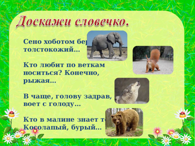  Сено хоботом берёт толстокожий…  Кто любит по веткам носиться? Конечно, рыжая…  В чаще, голову задрав, воет с голоду…  Кто в малине знает толк? Косолапый, бурый…  