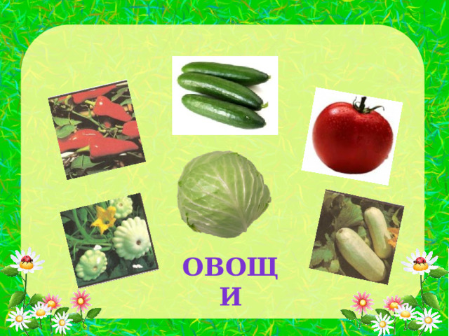 ОВОЩИ 