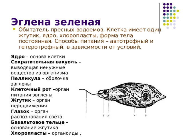 Эглена зеленая Обитатель пресных водоемов. Клетка имеет один жгутик, ядро, хлоропласты, форма тела постоянная. Способы питания – автотрофный и гетеротрофный, в зависимости от условий. Обитатель пресных водоемов. Клетка имеет один жгутик, ядро, хлоропласты, форма тела постоянная. Способы питания – автотрофный и гетеротрофный, в зависимости от условий. Обитатель пресных водоемов. Клетка имеет один жгутик, ядро, хлоропласты, форма тела постоянная. Способы питания – автотрофный и гетеротрофный, в зависимости от условий. Ядро – основа клетки Сократительная вакуоль – выводящая ненужные вещества из организма Пелликула – оболочка эвглены Клеточный рот – орган питания эвглены Жгутик – орган передвижения Глазок – орган распознавания света Базальтовое тельце – основание жгутика Хлоропласты – органоиды , отвечающие за покраску 