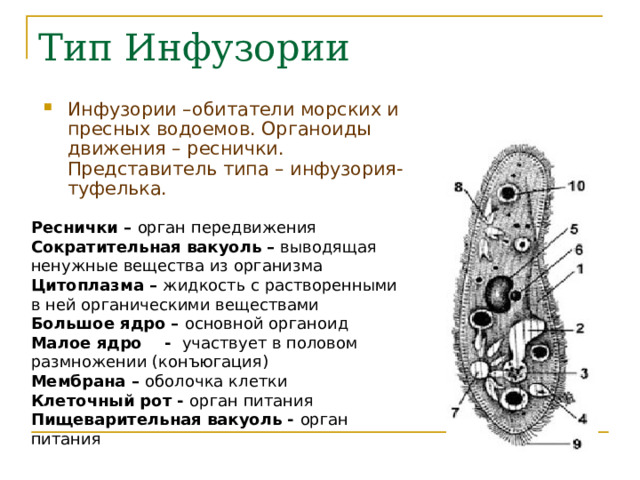 Сократительная вакуоль инфузории. Сократительная вакуоль инфузории туфельки. Ресницы у инфузории туфельки. Сократительная вакуоль инфузории это органоид.