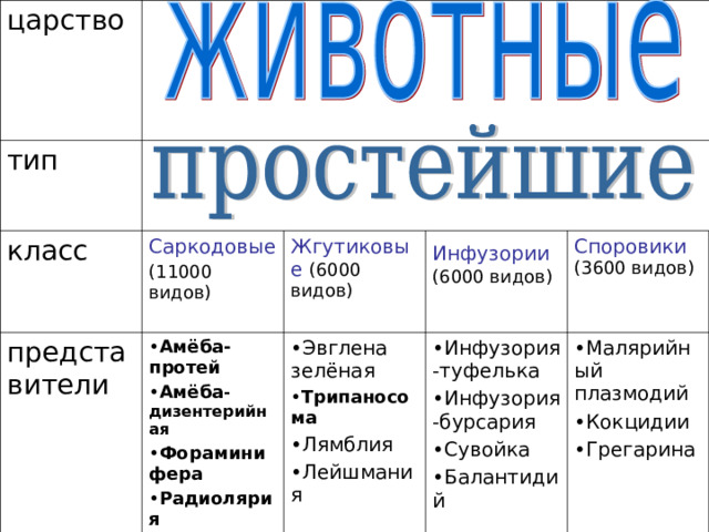 царство тип класс Саркодовые представители (11000 видов) Жгутиковые (6000 видов) Амёба-протей Амёба -дизентерийная Фораминифера Радиолярия Инфузории  (6000 видов) Эвглена зелёная Трипаносома Лямблия Лейшмания Инфузория-туфелька Инфузория-бурсария Сувойка Балантидий  Споровики (3600 видов) Малярийный плазмодий Кокцидии Грегарина 