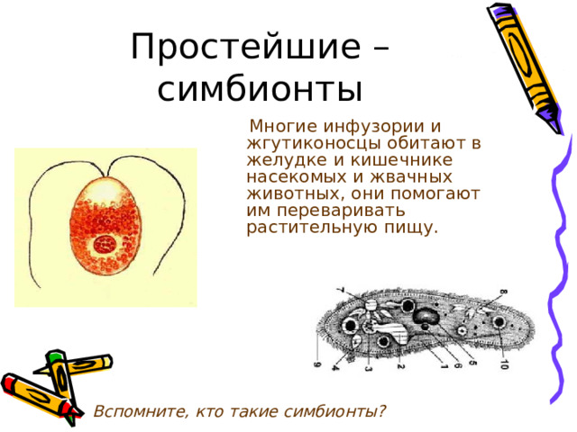 Простейшие – симбионты  Многие инфузории и жгутиконосцы обитают в желудке и кишечнике насекомых и жвачных животных, они помогают им переваривать растительную пищу. Вспомните, кто такие симбионты? 