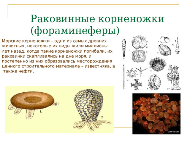 Раковинные корненожки (фораминеферы) Морские корненожки – одни из самых древних животных, некоторые их виды жили миллионы лет назад, когда такие корненожки погибали, их раковинки скапливались на дне моря, и постепенно из них образовались месторождения ценного строительного материала – известняка, а также нефти. 