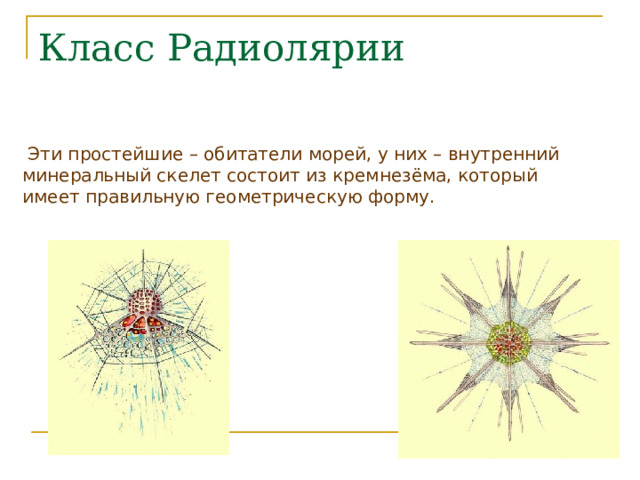 Класс Радиолярии  Эти простейшие – обитатели морей, у них – внутренний минеральный скелет состоит из кремнезёма, который имеет правильную геометрическую форму. 