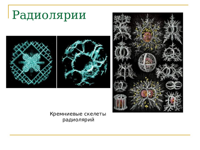 Радиолярии Кремниевые скелеты  радиолярий 