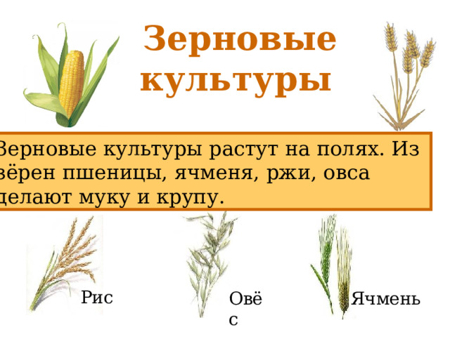 Злаковые культуры. Зерновые культуры 3 класс. Пшеница рожь ячмень овес. Зерновые растения 2 класс.