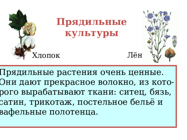 Прядильные культуры Лён Хлопок Прядильные растения очень ценные. Они дают прекрасное волокно, из кото- рого вырабатывают ткани: ситец, бязь, сатин, трикотаж, постельное бельё и вафельные полотенца. 