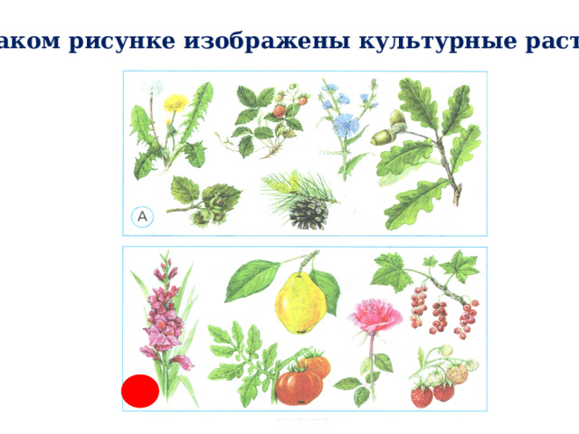 На каком рисунке изображены культурные растения?  