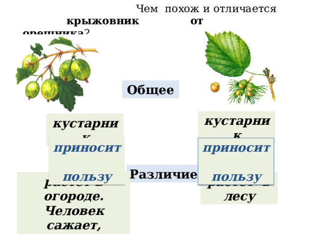 Технологическая карта дикорастущие и культурные растения