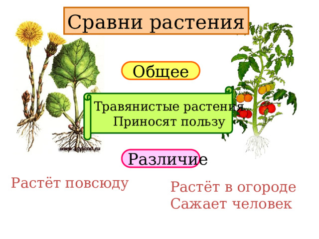 Сравни растения Общее Травянистые растения Приносят пользу Различие Растёт повсюду Растёт в огороде Сажает человек 