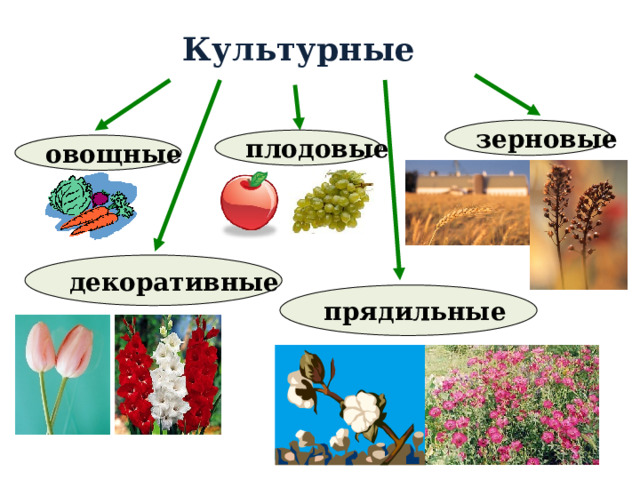 Культурные растения овощные плодовые зерновые декоративные растения