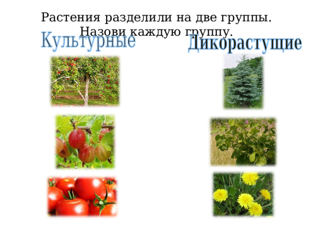 На какие две группы можно разделить растения. Деление растений. Разделение растений на группы. Раздели растения на две группы. Растения делятся на 2 группы.