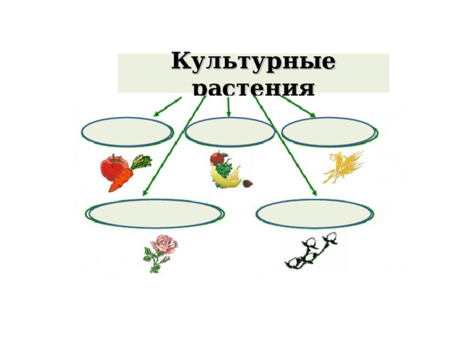 Разработка урока растения