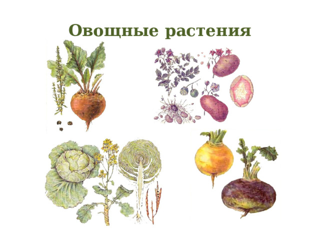 Овощные растения 
