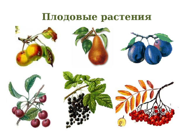 Плодовые растения 