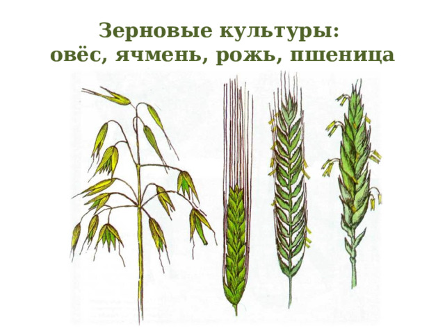 Зерновые культуры:  овёс, ячмень, рожь, пшеница 