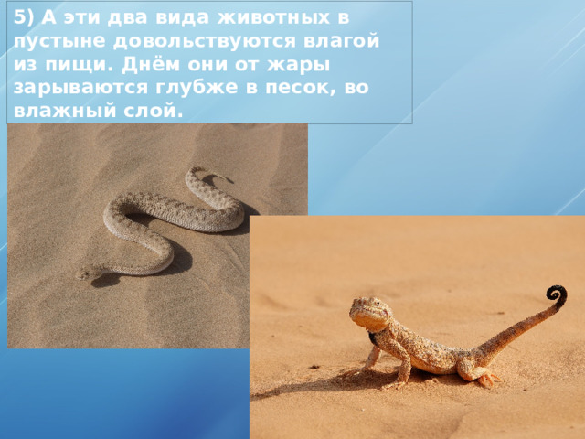 5) А эти два вида животных в пустыне довольствуются влагой из пищи. Днём они от жары зарываются глубже в песок, во влажный слой. 