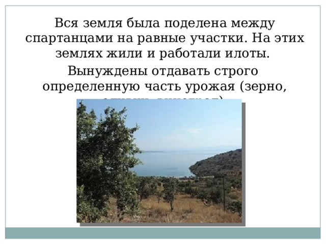 Вся земля была поделена между спартанцами на равные участки. На этих землях жили и работали илоты. Вынуждены отдавать строго определенную часть урожая (зерно, оливки, виноград). 