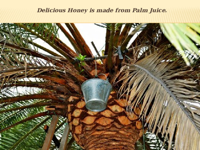 Delicious Honey is made from Palm Juice. 