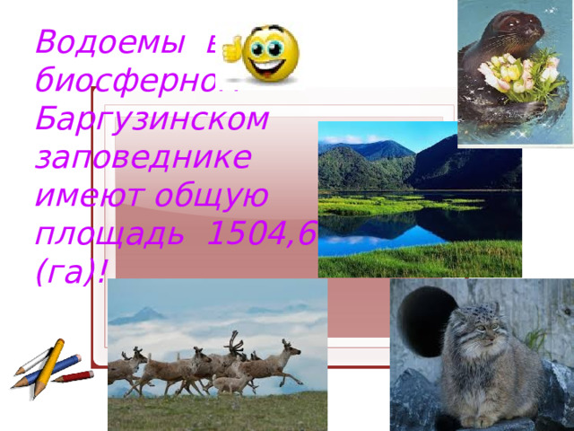 Водоемы в биосферном Баргузинском заповеднике имеют общую площадь 1504,65 (га)!     