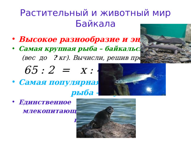 Растительный и животный мир Байкала Высокое разнообразие и эндемизм Самая крупная рыба – байкальский осетр  (вес до ? кг). Вычисли, решив пропорцию.  65 : 2 = 1 х : 4 Самая популярная  рыба – омуль Единственное  млекопитающее –  нерпа 
