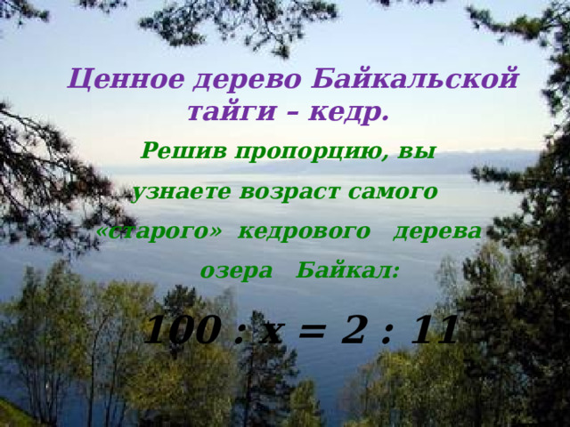 Ценное дерево Байкальской тайги – кедр. Решив пропорцию, вы узнаете возраст самого «старого» кедрового дерева озера Байкал:  100 : x = 2 : 11 