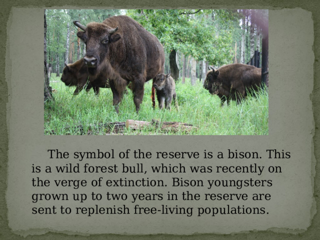   The symbol of the reserve is a bison. This is a wild forest bull, which was recently on the verge of extinction. Bison youngsters grown up to two years in the reserve are sent to replenish free-living populations. 
