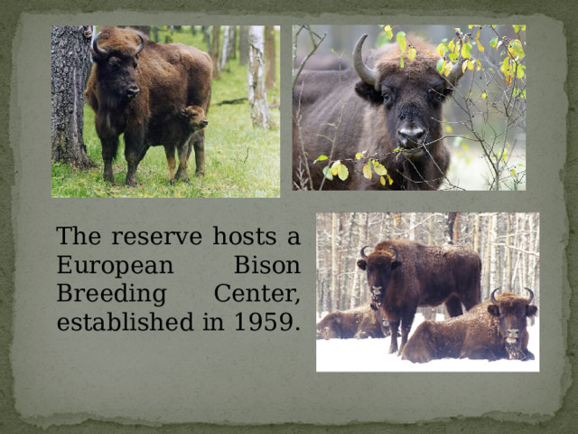   The reserve hosts a European Bison Breeding Center, established in 1959.   