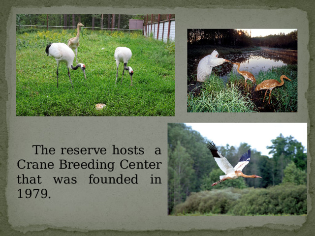  The reserve hosts a Crane Breeding Center that was founded in 1979.    