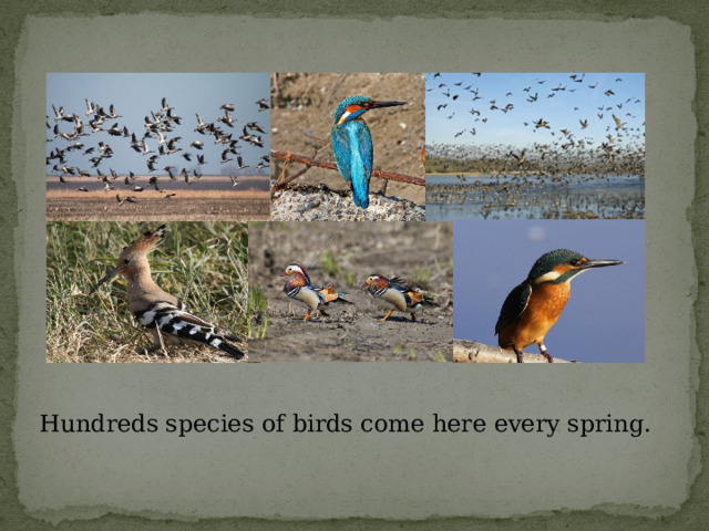 Hundreds species of birds come here every spring. 