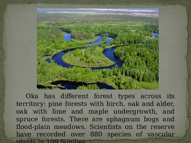  Oka has different forest types across its territory: pine forests with birch, oak and alder, oak with lime and maple undergrowth, and spruce forests. There are sphagnum bogs and flood-plain meadows. Scientists on the reserve have recorded over 880 species of vascular plants in 109 families. 