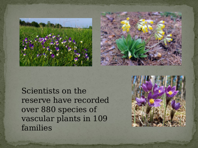 Scientists on the reserve have recorded over 880 species of vascular plants in 109 families 